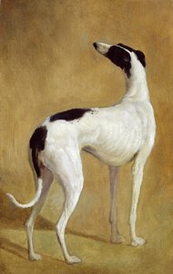研究灵缇犬
